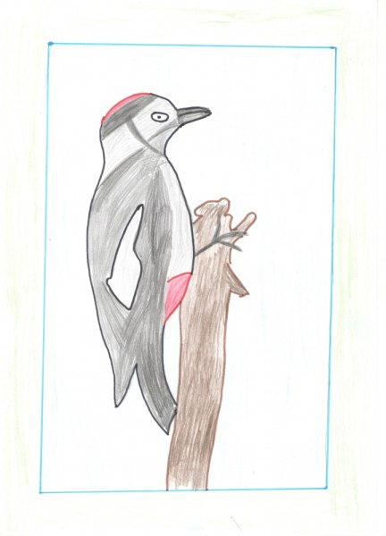 Дятел раскраска для детей