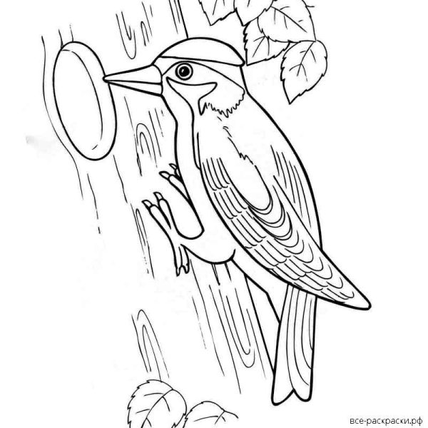 Зеленый дятел рисунок