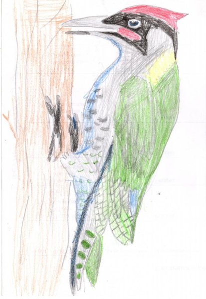 Пестрый дятел раскраска