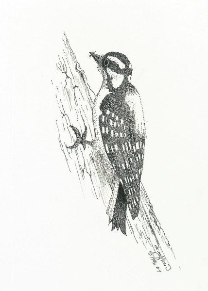 Николай Сладков дятел раскраска