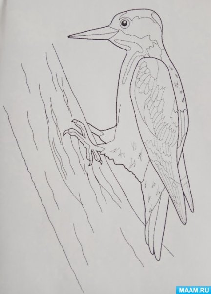 Дятел раскраска для малышей