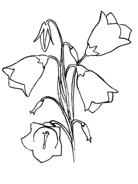 Полевые цветы для срисовки