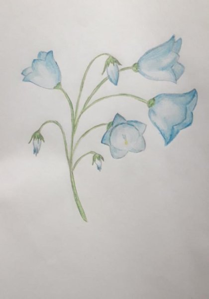 Раскраска колокольчик цветок