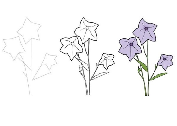 Раскраска колокольчик цветок