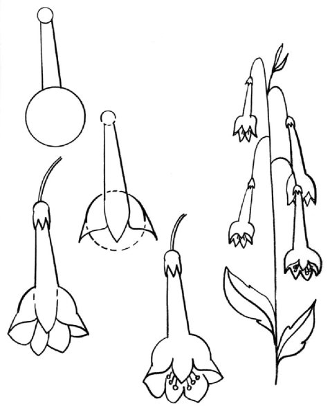 Схема рисования цветов колокольчиков