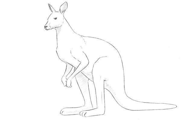 Нарисовать кенгуру