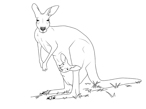 Кенгуру для рисования