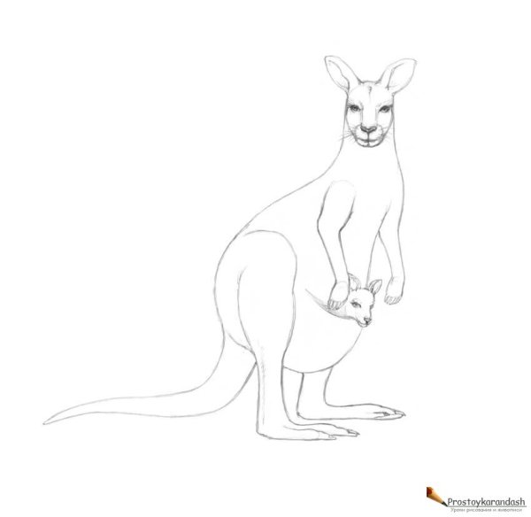 Кенгуру карандашом