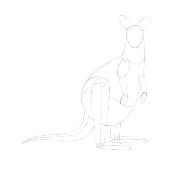 Кенгуру рисунок