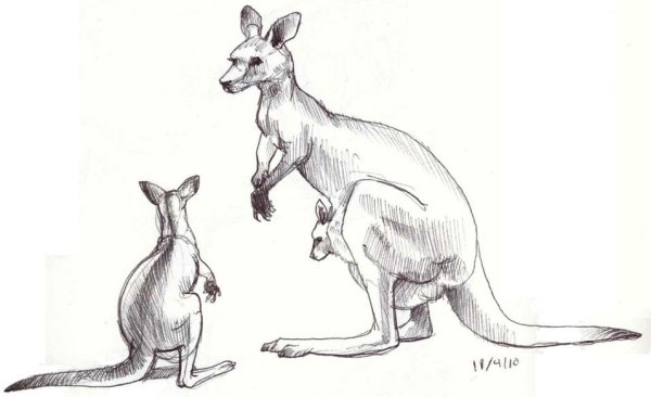 Кенгуру раскраска
