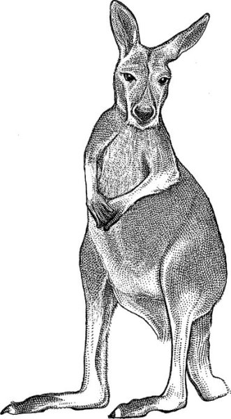 Кенгуру для срисовки