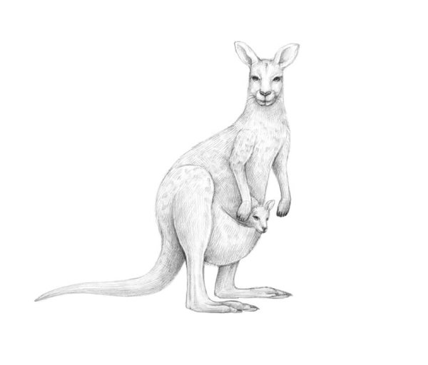 Кенгуру рисунок для детей