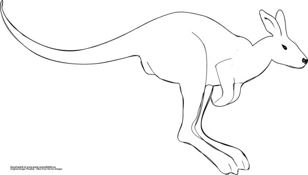 Кенгуру карандашом