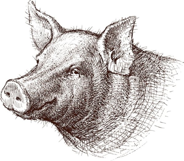 Свинья Графика