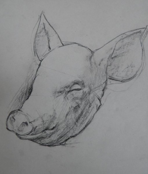 Свинья арт карандаш