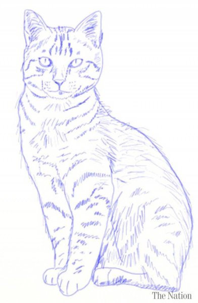 Кошка сидит рисунок карандашом