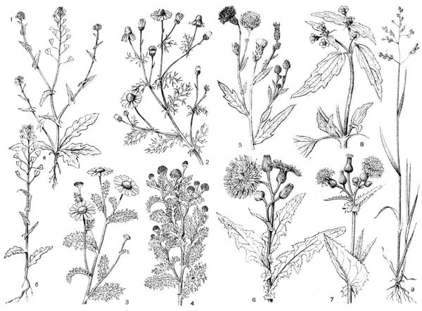 Клевер рисунок карандашом