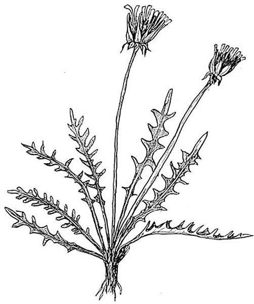 Рисунок полевых цветов для детей