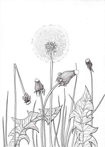 Мятлик Луговой эскиз