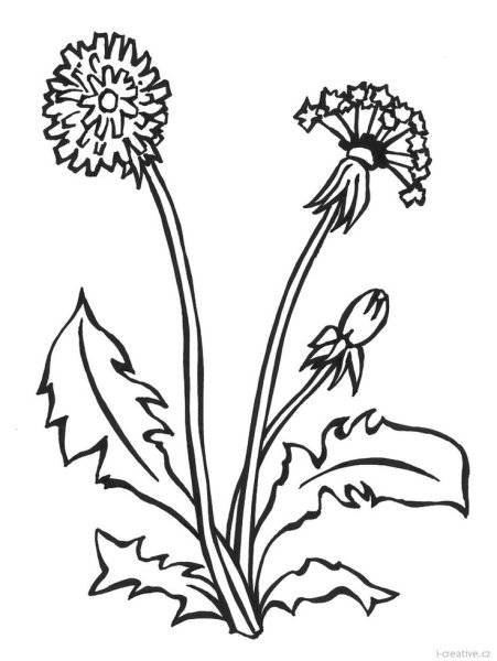 Растения для рисования