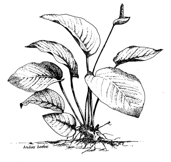 Одуванчик карандашом