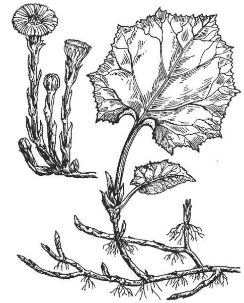 Травянистые растения Графика