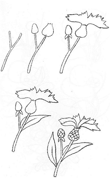 Мятлик Луговой диаграмма