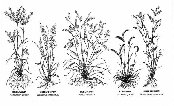 Лекарственные растения рисунки
