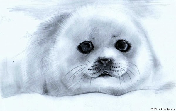 Байкальский нерпенок Белек рисунки