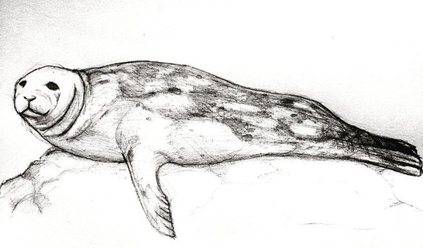 Кольчатая Нерпа рисунок