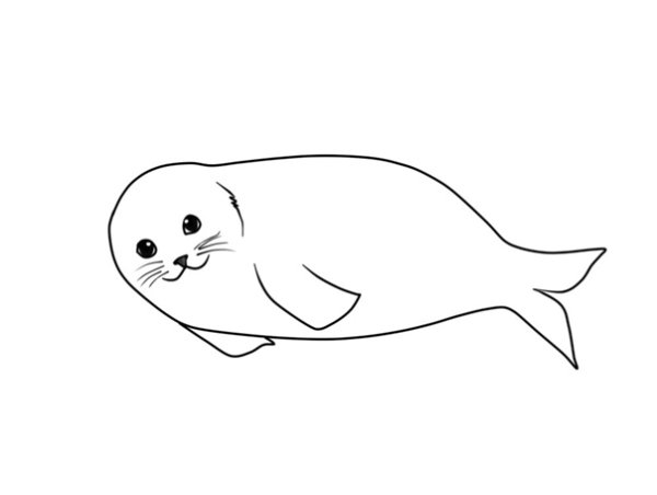 Нерпа карандашом контур
