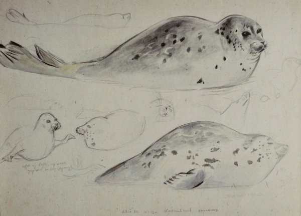 Художник анималист Смирин