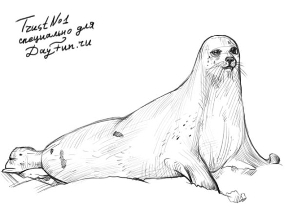 Морской котик карандашом