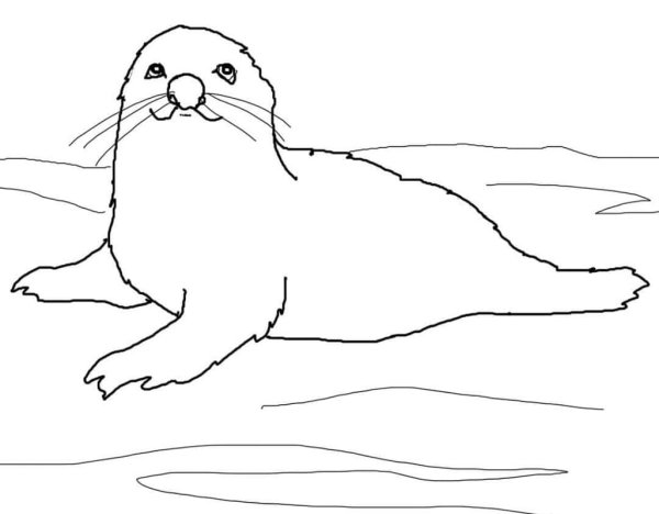 Нерпа раскраска для детей
