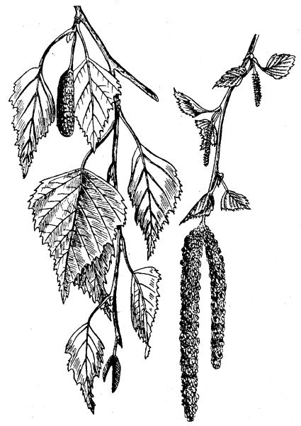 Береза повислая почки