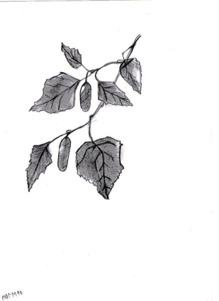 Зарисовка ветки с листьями