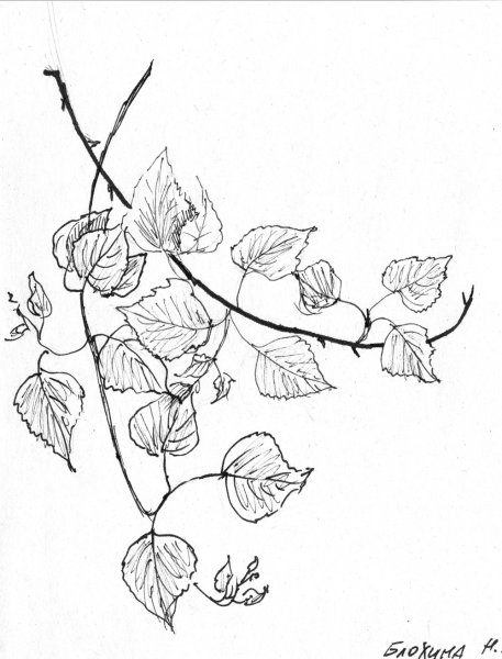 Ветка рисунок карандашом