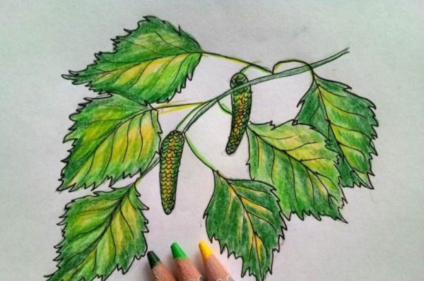 Ветки береза