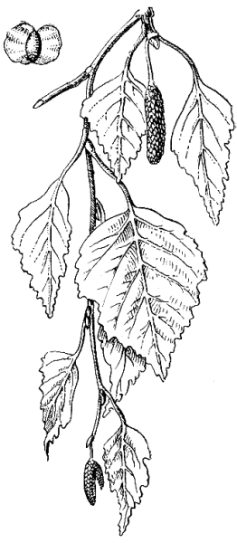 Ветка карандашом