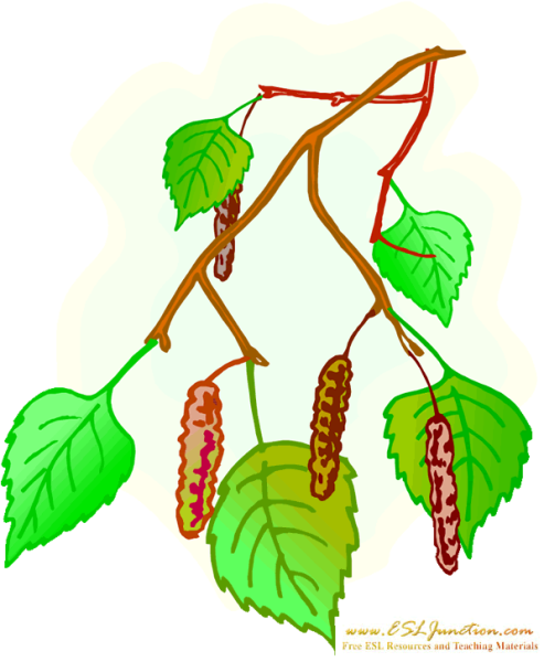 Береза раскраска