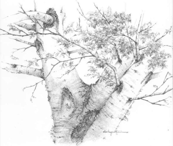 Ветки береза