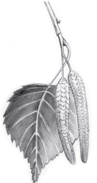 Раскраска ветка дерева с листьями