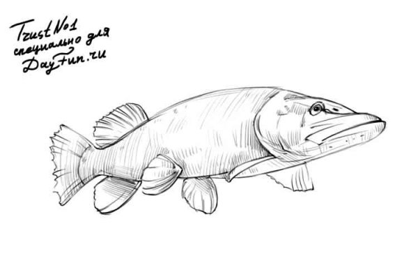 Щука рисунок