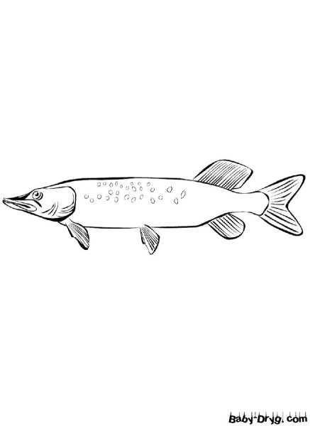 Щука рисунок