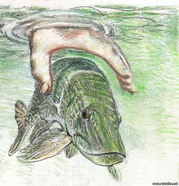 Щука зарисовки