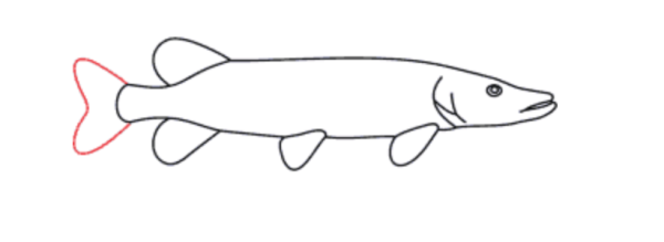 Нарисовать щуку