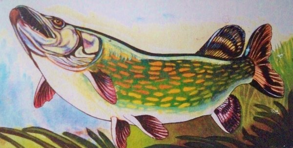Рисунки щуки для срисовки
