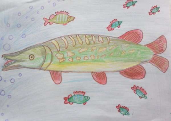 Щука обыкновенная строение