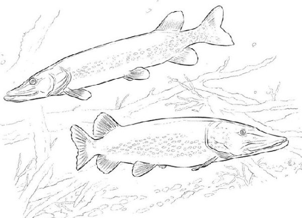 Щука карандаш