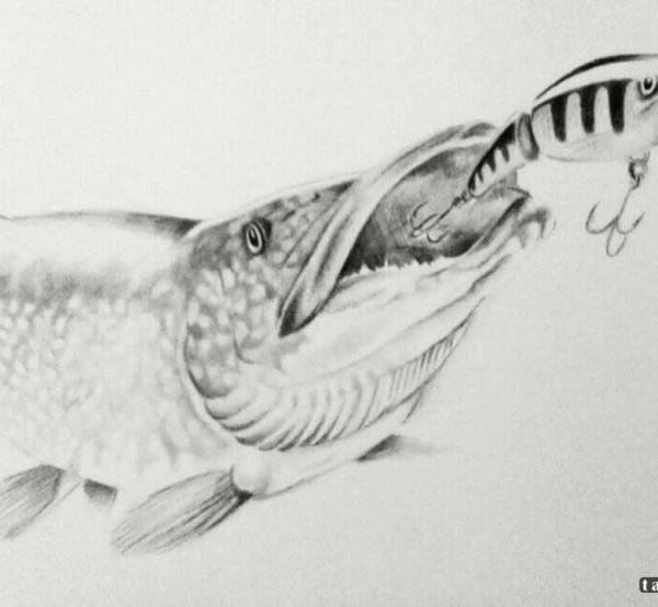Поэтапное рисование щуки
